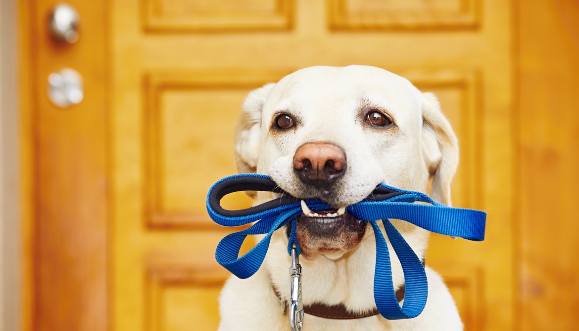 loyal dog with leash