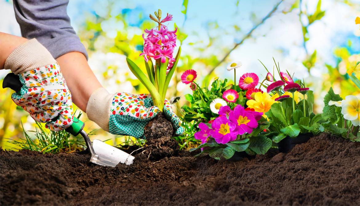 gardener transplanting hyacinth bulb in colorful spring flower bed