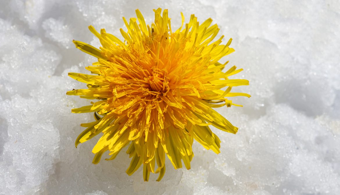 yellow flowing growing up through white snow