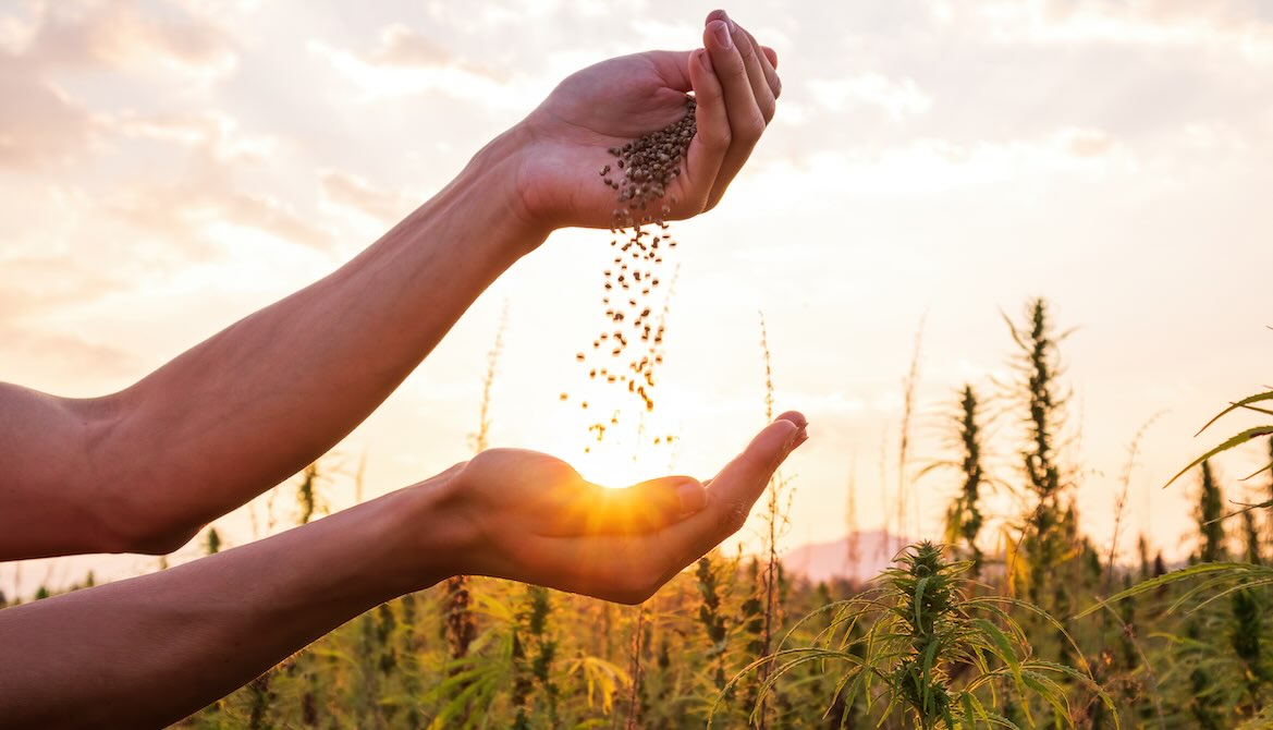 harvest seeds sunset