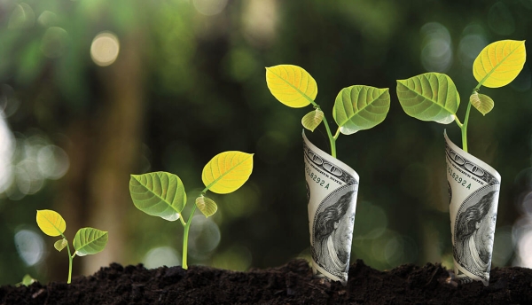 growing seedlings wrapped with 100-dollar bills