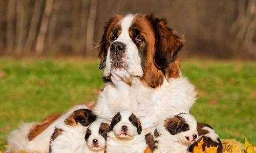 big mother dog sitting in the middle of several smaller dogs