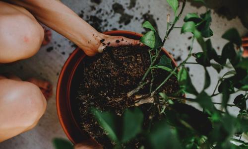 repotting a plant