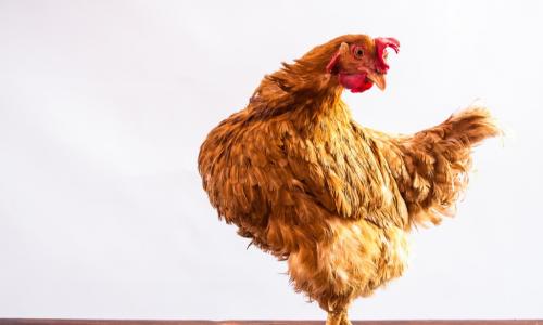 Red chicken looking behind her at a brown egg on wood floor