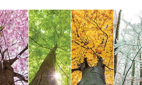 trees shown in spring summer fall and winter