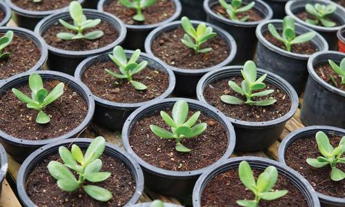 small plants growing in nursery pots