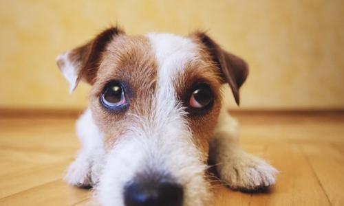 sad dog lying on wooden floor looking up at camera