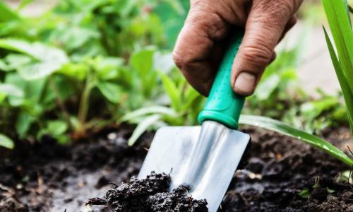 gloved hand mixing fertilizer into garden soil with blue trowel next to young tomato plant