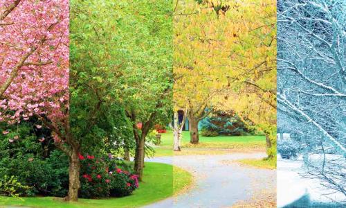 trees during all four seasons