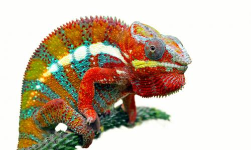 colorful chameleon on a branch