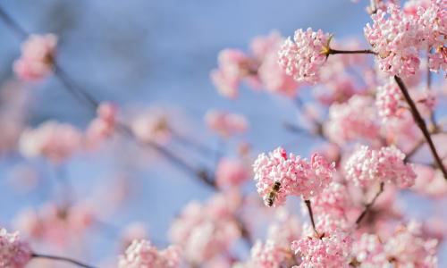 cherry blossoms