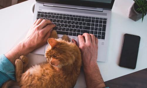 ginger cat on laptop in home office