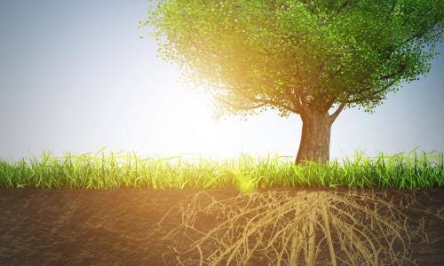 healthy green tree with strong underground root system against blue sky with sun setting