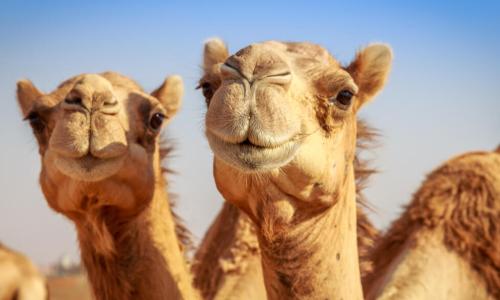 camels