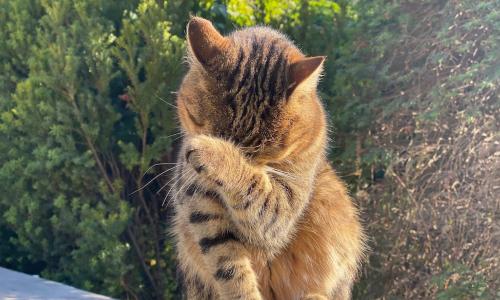 striped cat who made a mistake covering its face in shame