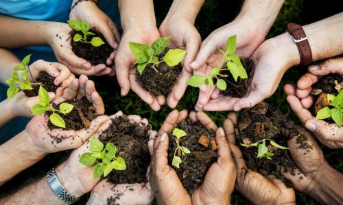 diverse group nurturing a plant