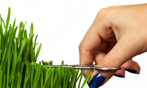 manicured hand trimming grass to be perfectly even with scissors