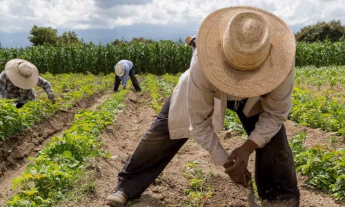 farm workers