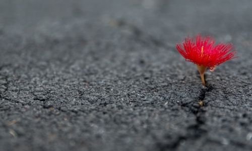 red flower growing in crack